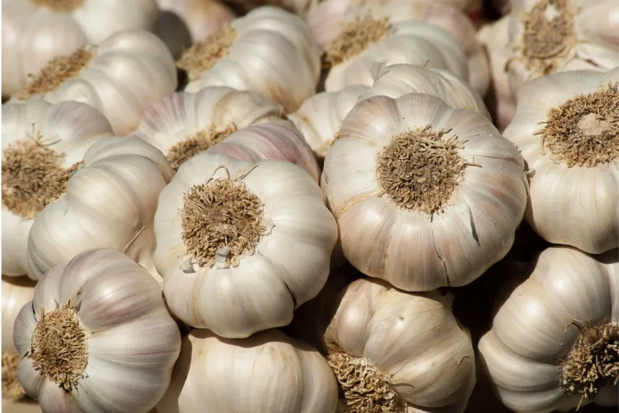  A bunch of garlic heads.