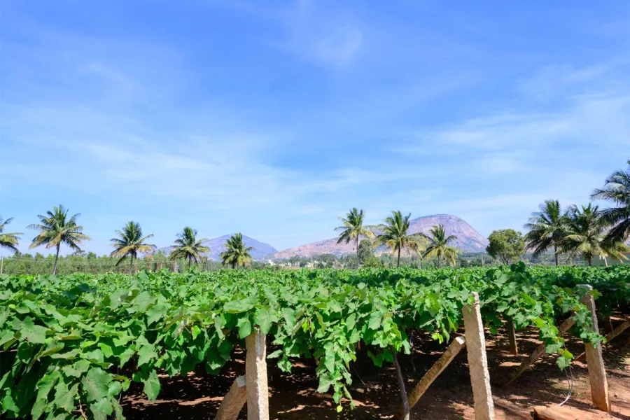 Rows of grapevines on wooden trellises in a vineyard near Bangalore, India, with coconut palms and two granite rock outcrops visible in the background under a clear blue sky.