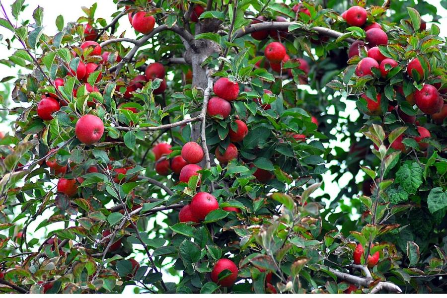 Red delicious apples, the main varitey grown in Washington.
