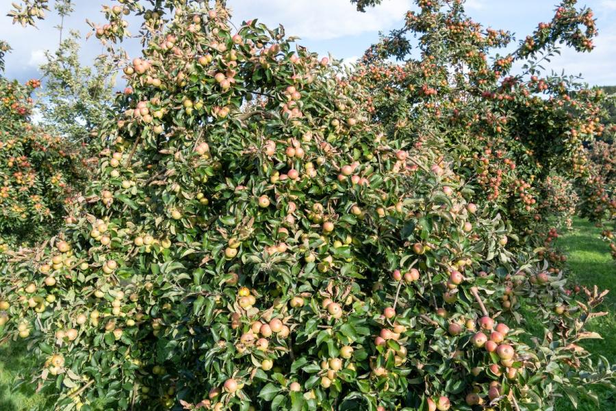 An orchard with trees bursting with apples for cider making.