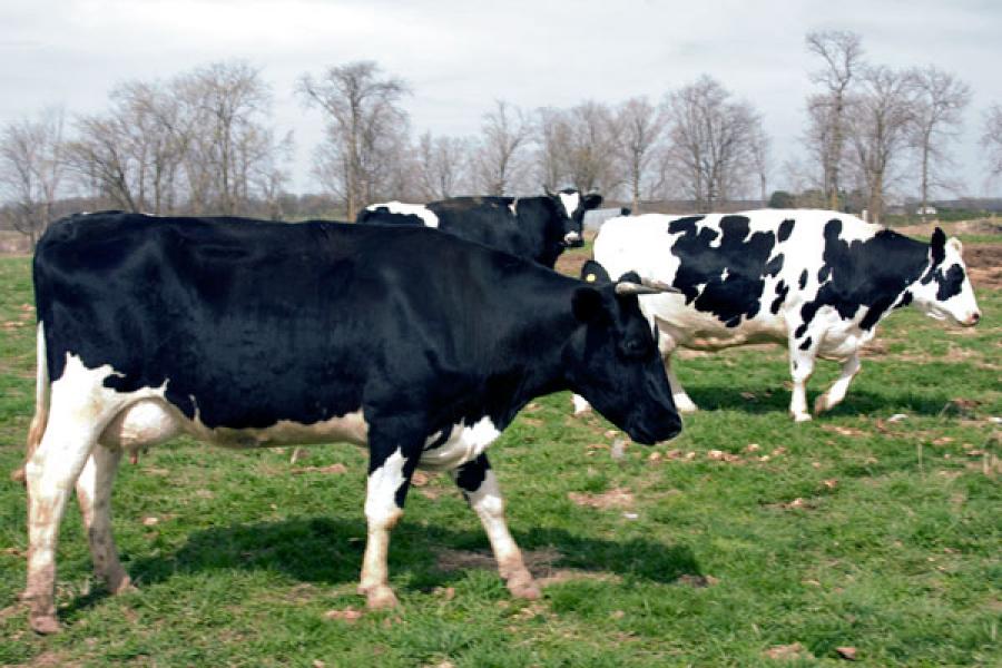 Holstein dairy cows in Wisconsin.