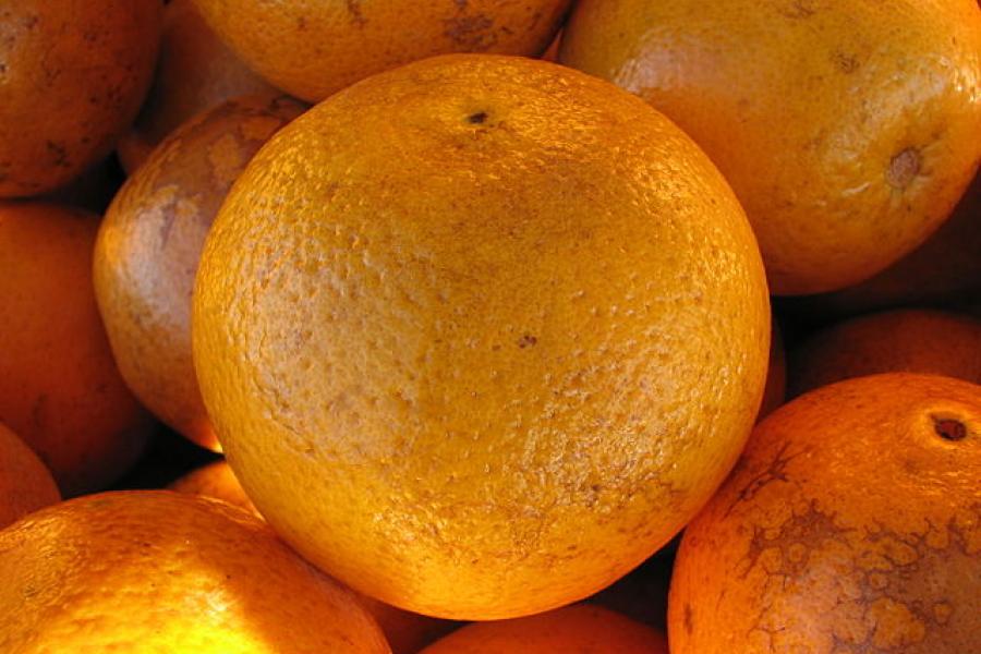 Florida navel oranges.