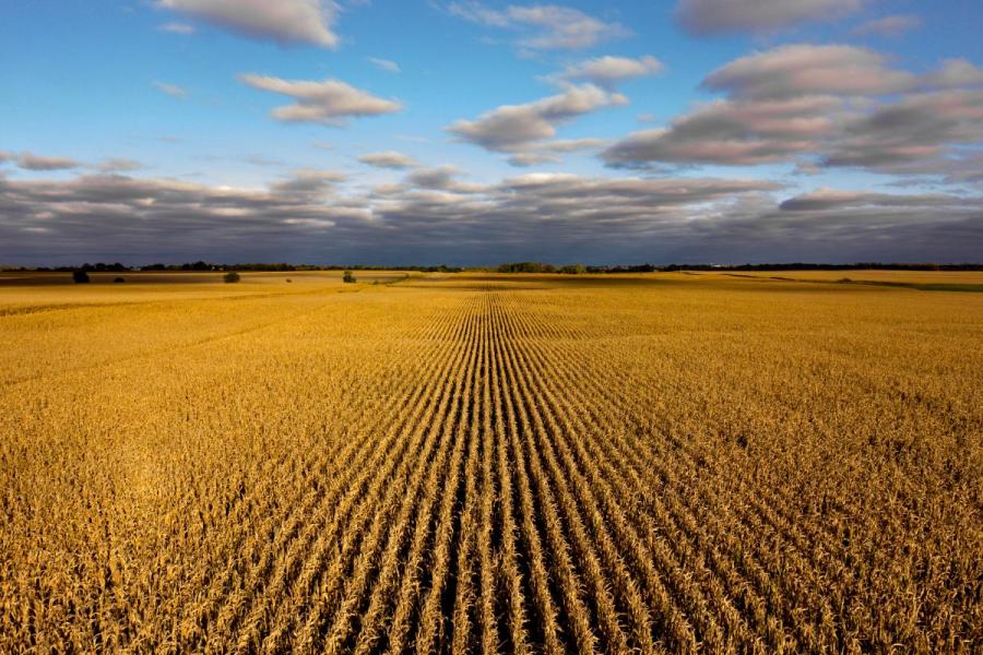 Nebraska corn field ready for harvest. Photo taken by a drone.