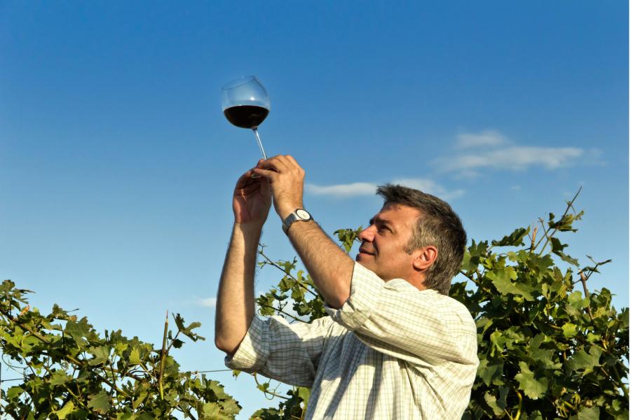 Man inspecting a glass of red wine in a vineyard on a sunny day, with grapevines and a clear blue sky in the background.